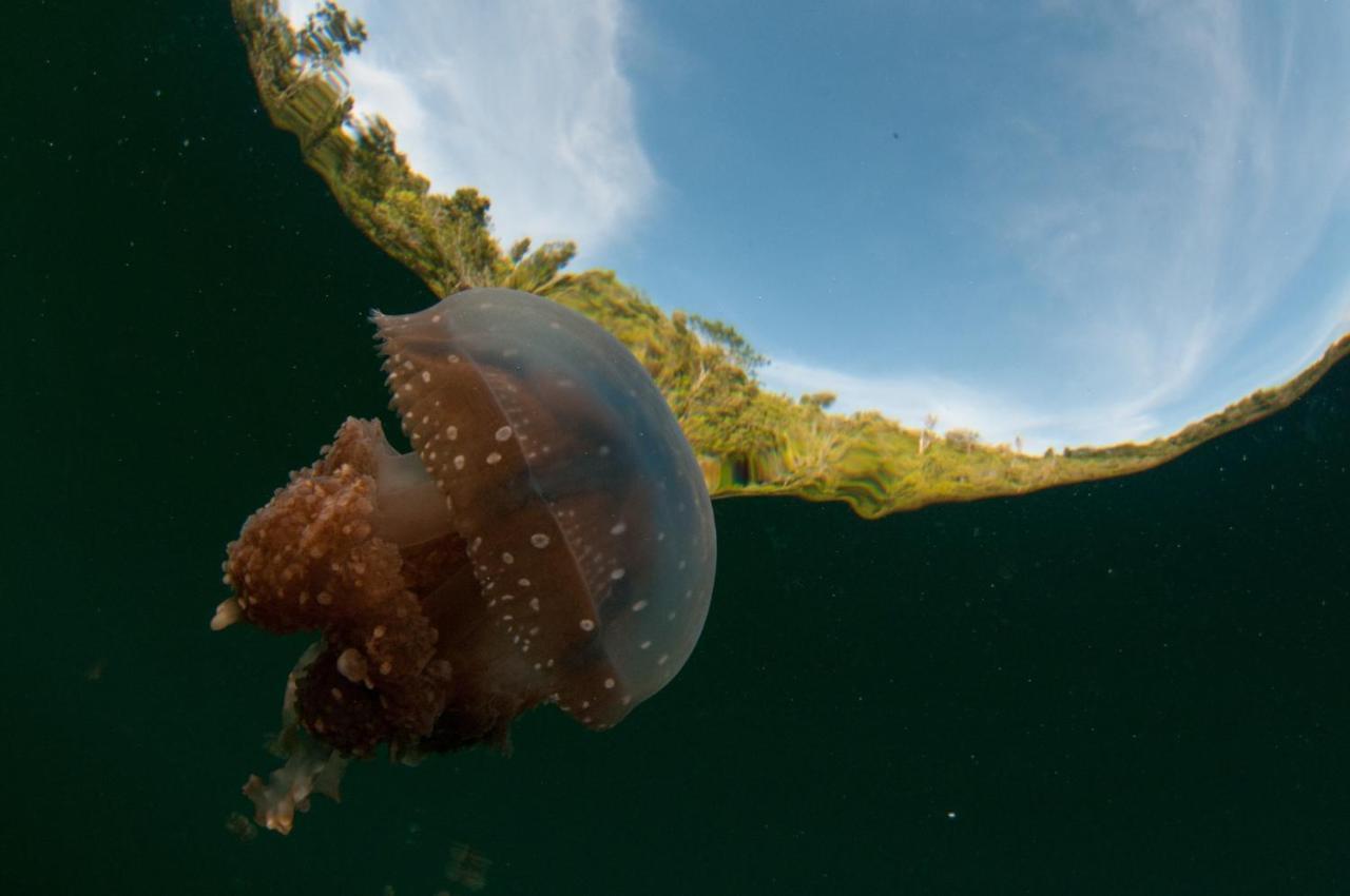Sanctum Una Una Eco Dive Resort Pulau Unauna Eksteriør billede