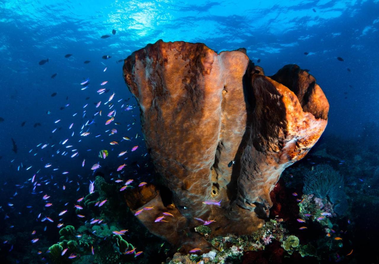 Sanctum Una Una Eco Dive Resort Pulau Unauna Eksteriør billede