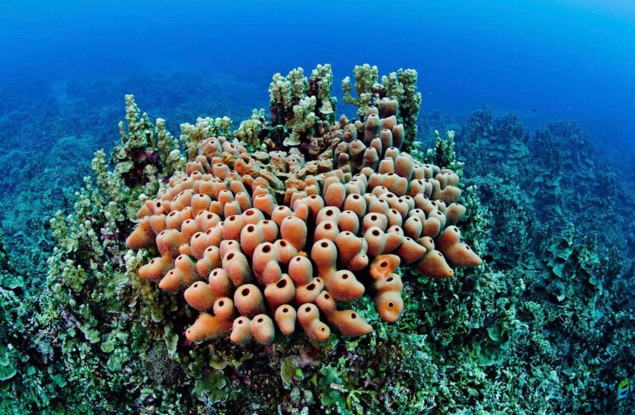 Sanctum Una Una Eco Dive Resort Pulau Unauna Eksteriør billede