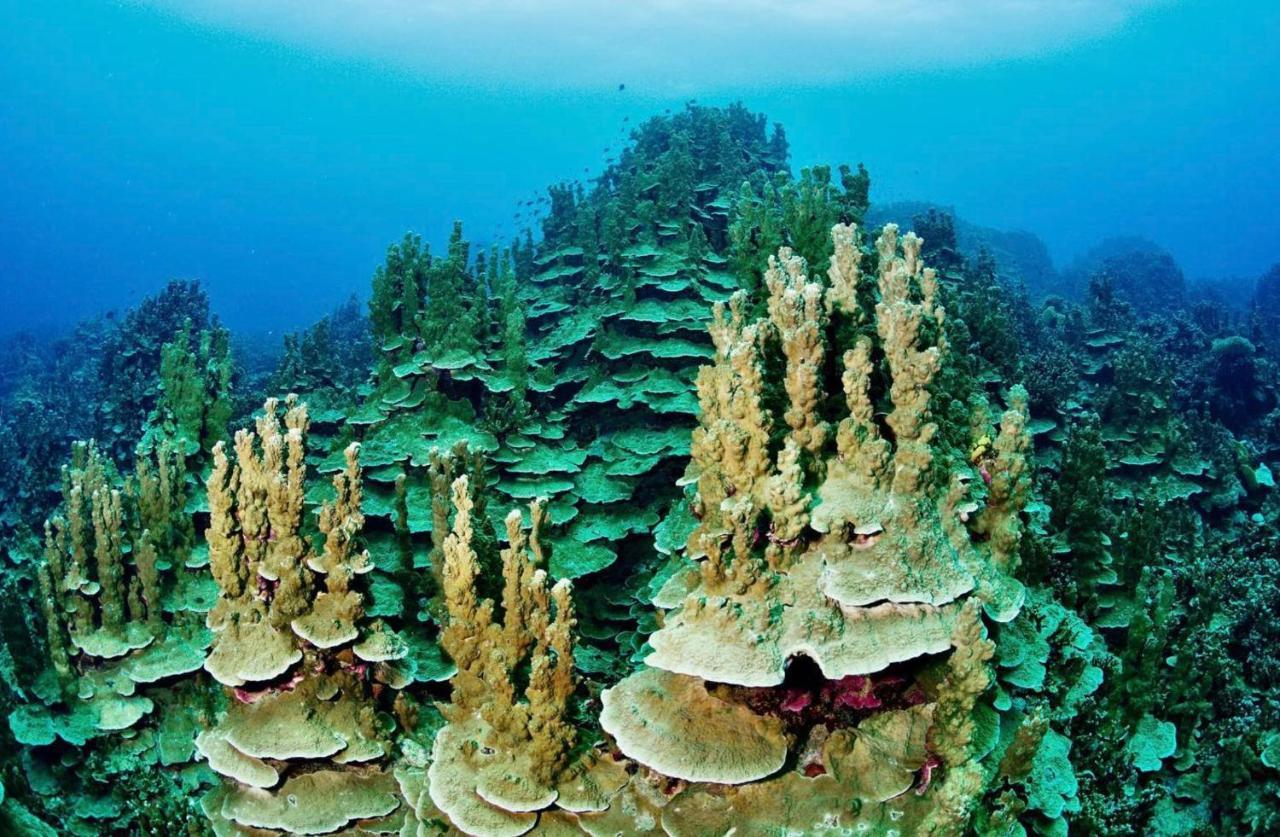 Sanctum Una Una Eco Dive Resort Pulau Unauna Eksteriør billede